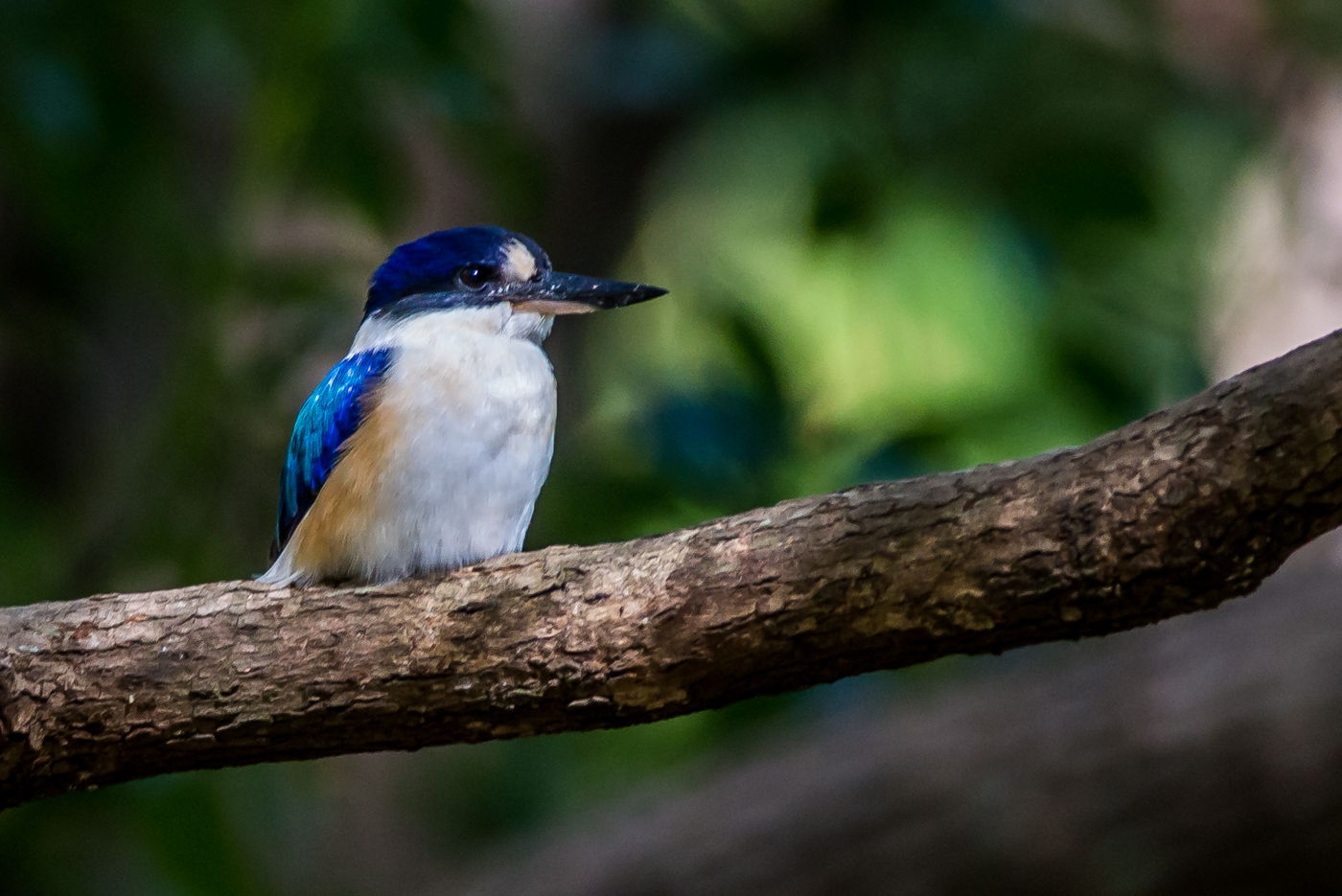 Forest Kingfisher (Image ID 20701)