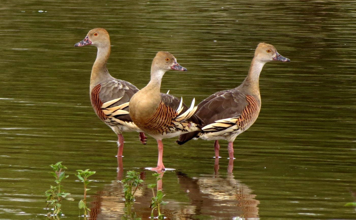 Plumed Whistling-Duck (Image ID 20843)