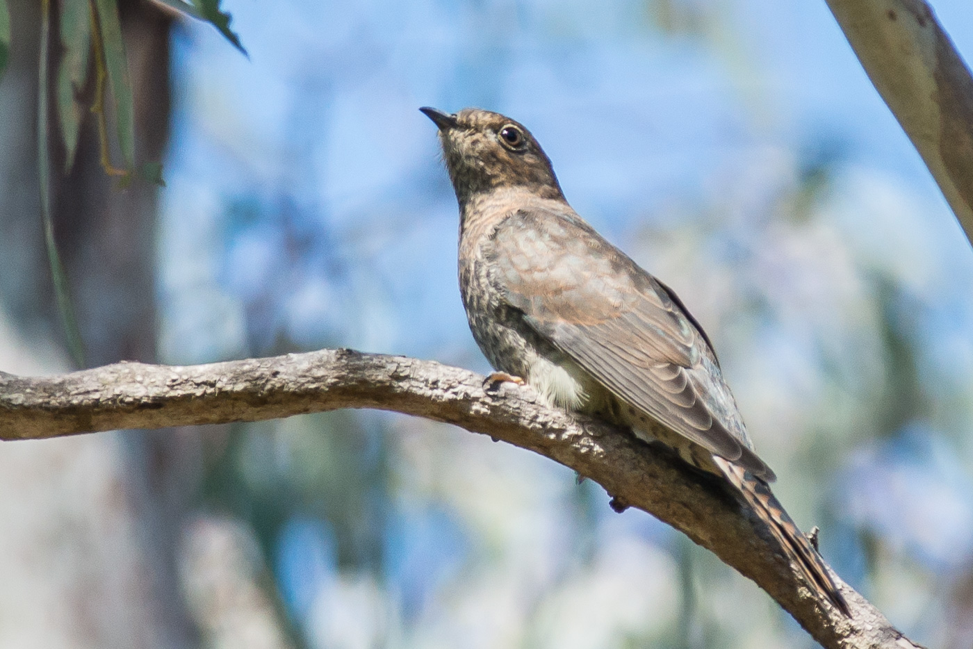 Oriental Cuckoo (Image ID 20868)