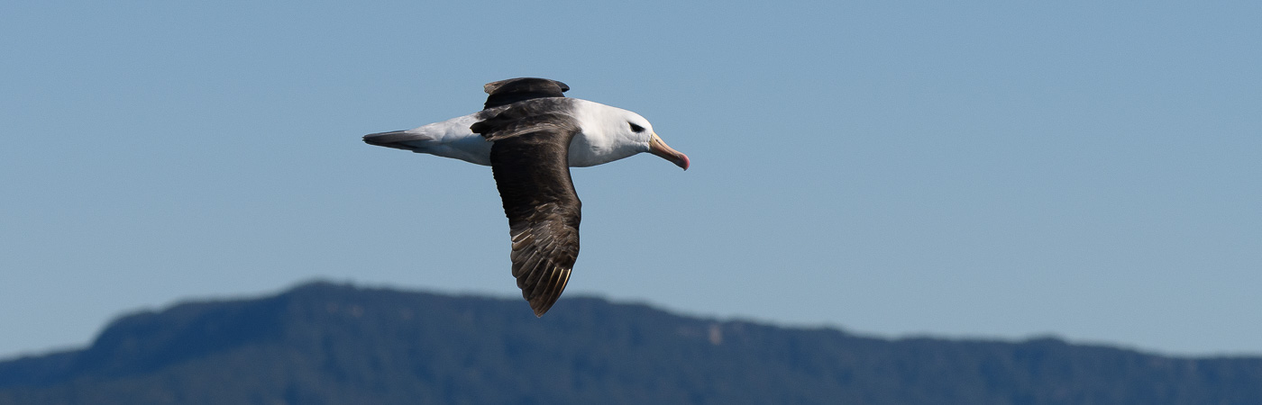 Black-browed Albatross (Image ID 21171)