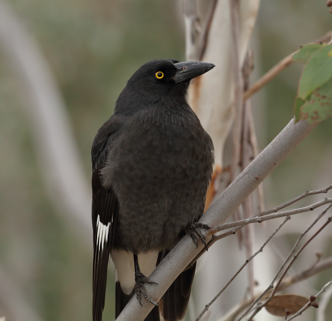 Pied Currawong (Image ID 21160)