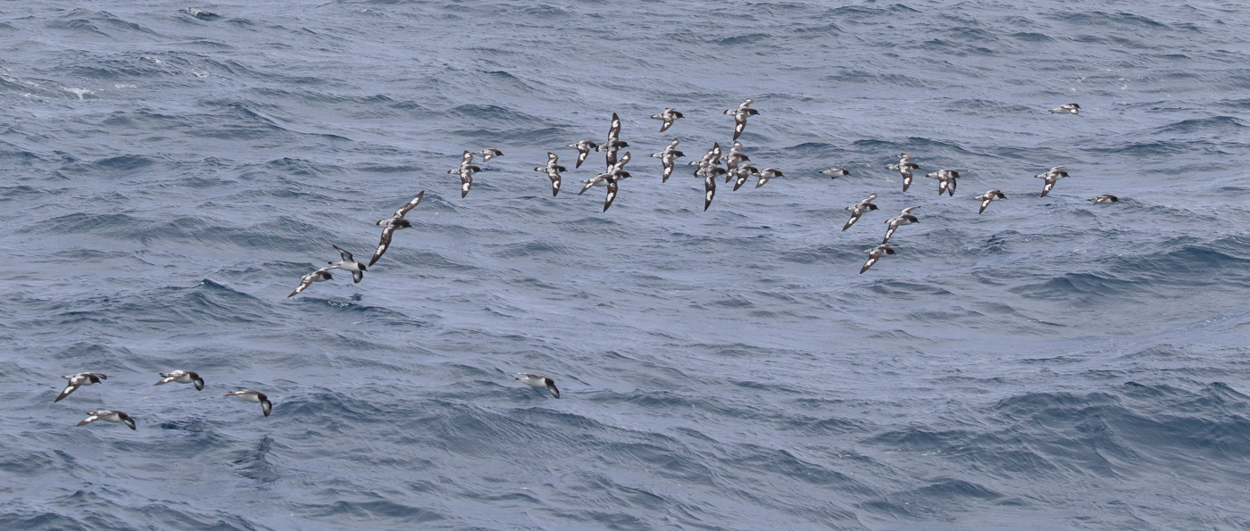 Cape Petrel (Image ID 21006)