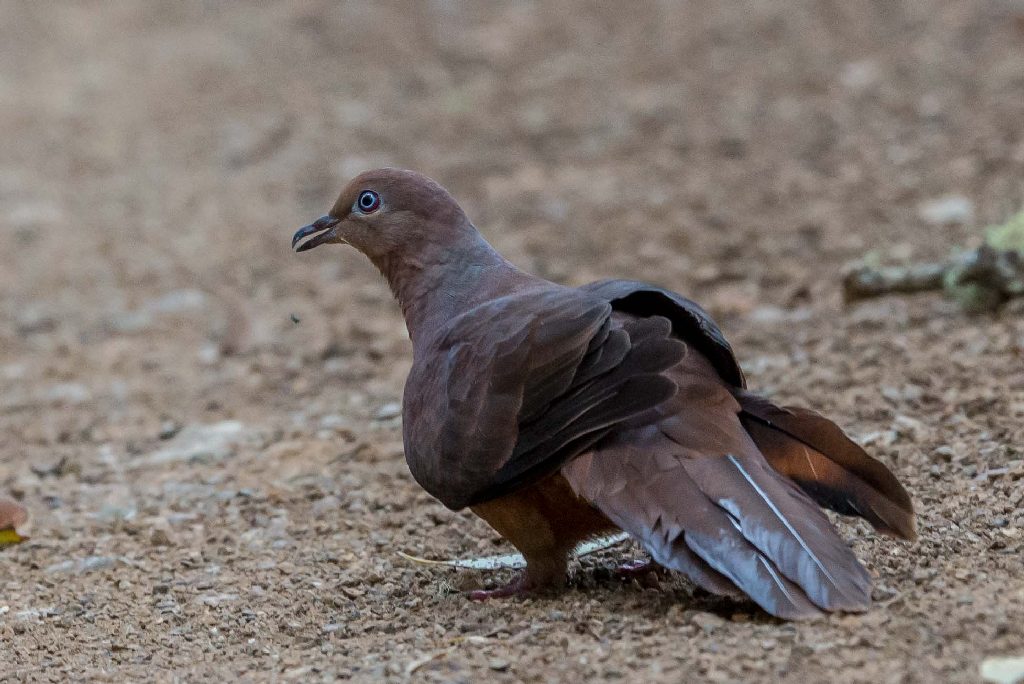 Brown Cuckoo-Dove (Image ID 21256)