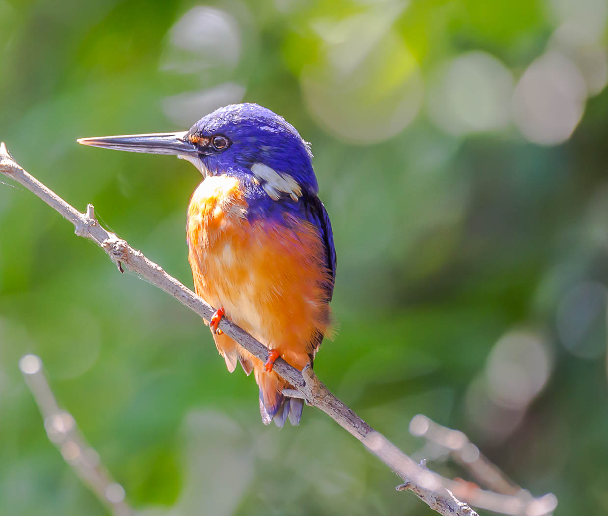 Azure Kingfisher (Image ID 21138)