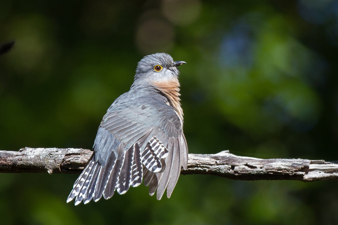Fan-tailed Cuckoo (Image ID 20923)