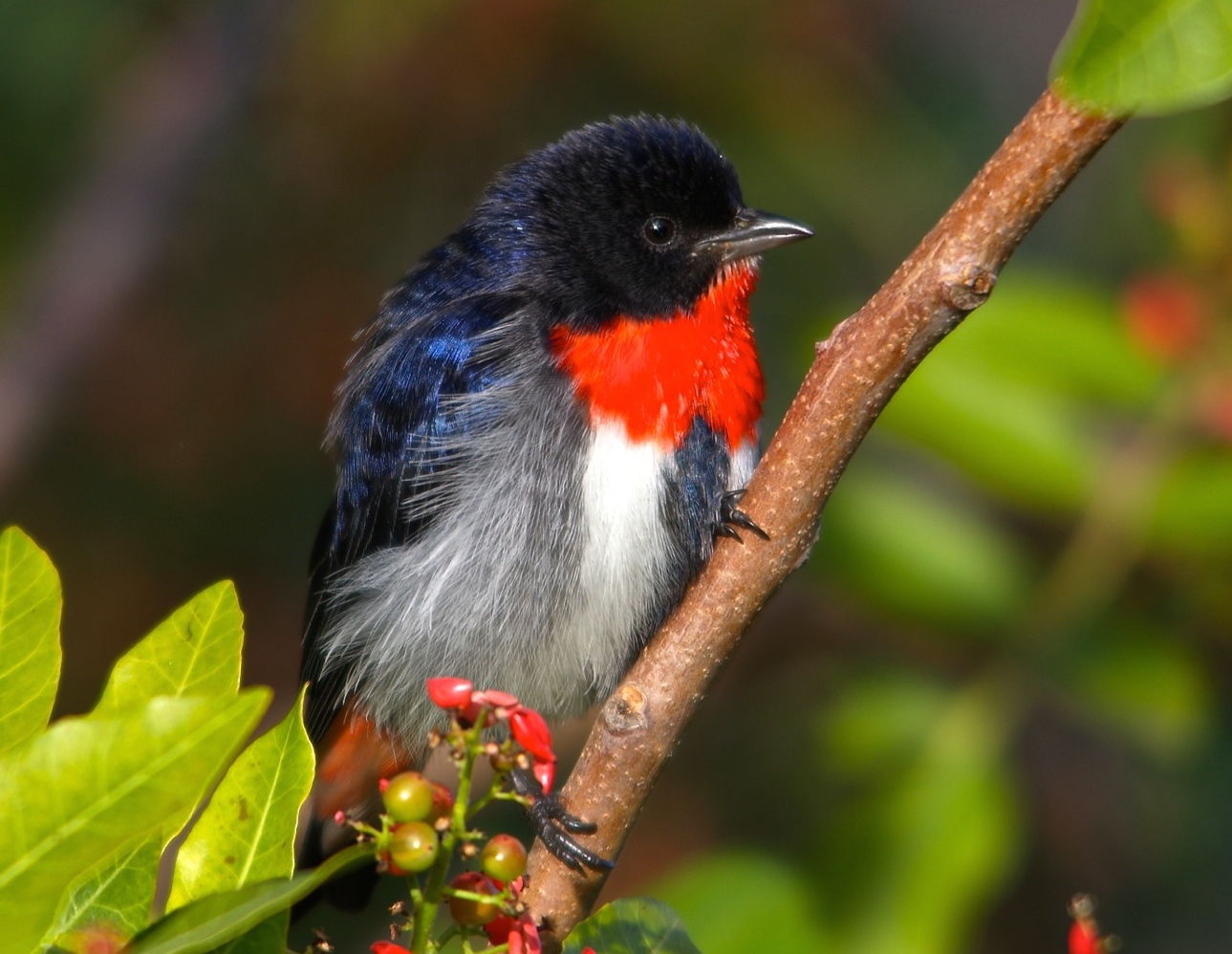 Mistletoebird (Image ID 21012)