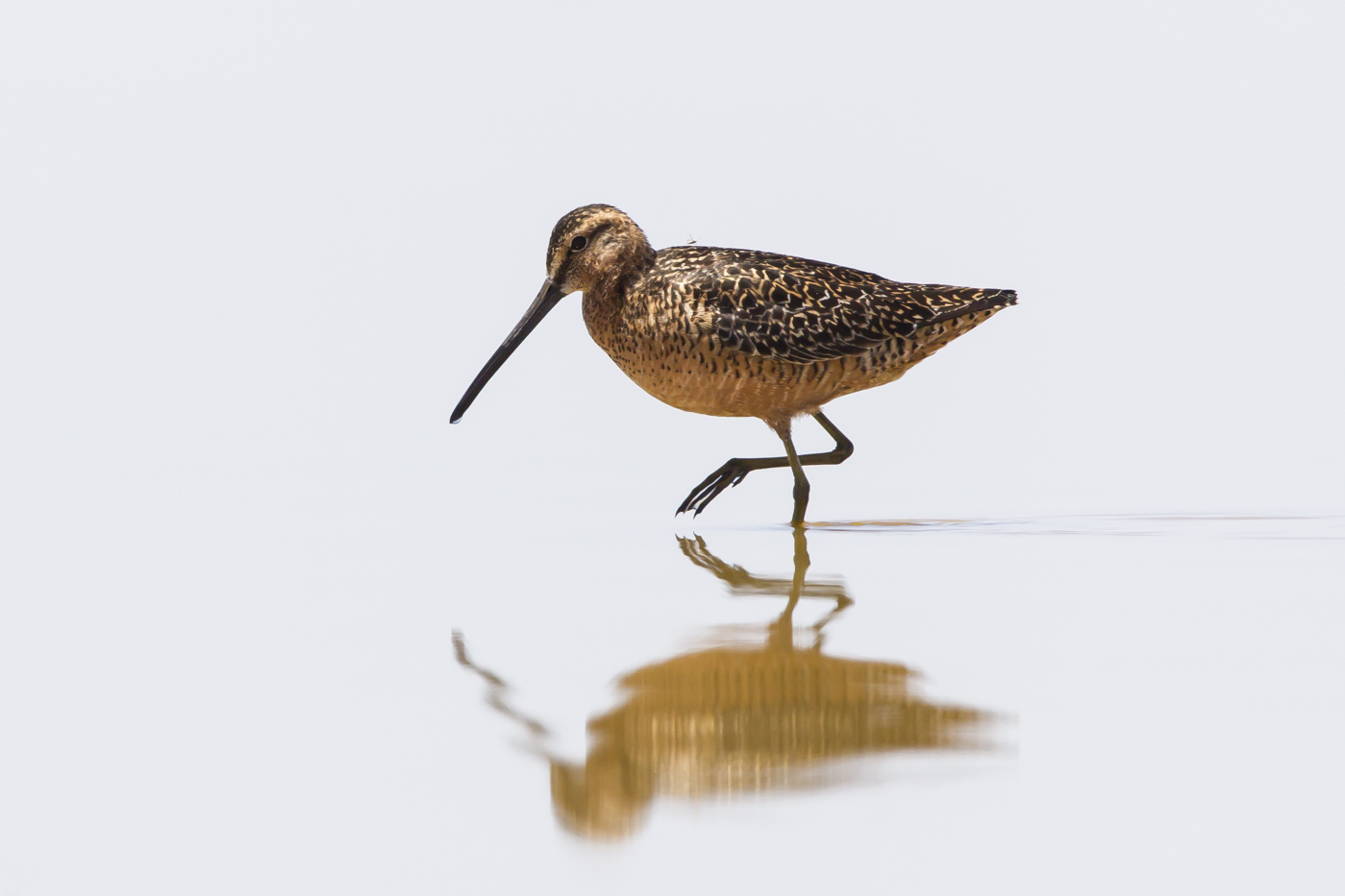 Long-billed Dowitcher (Image ID 21154)