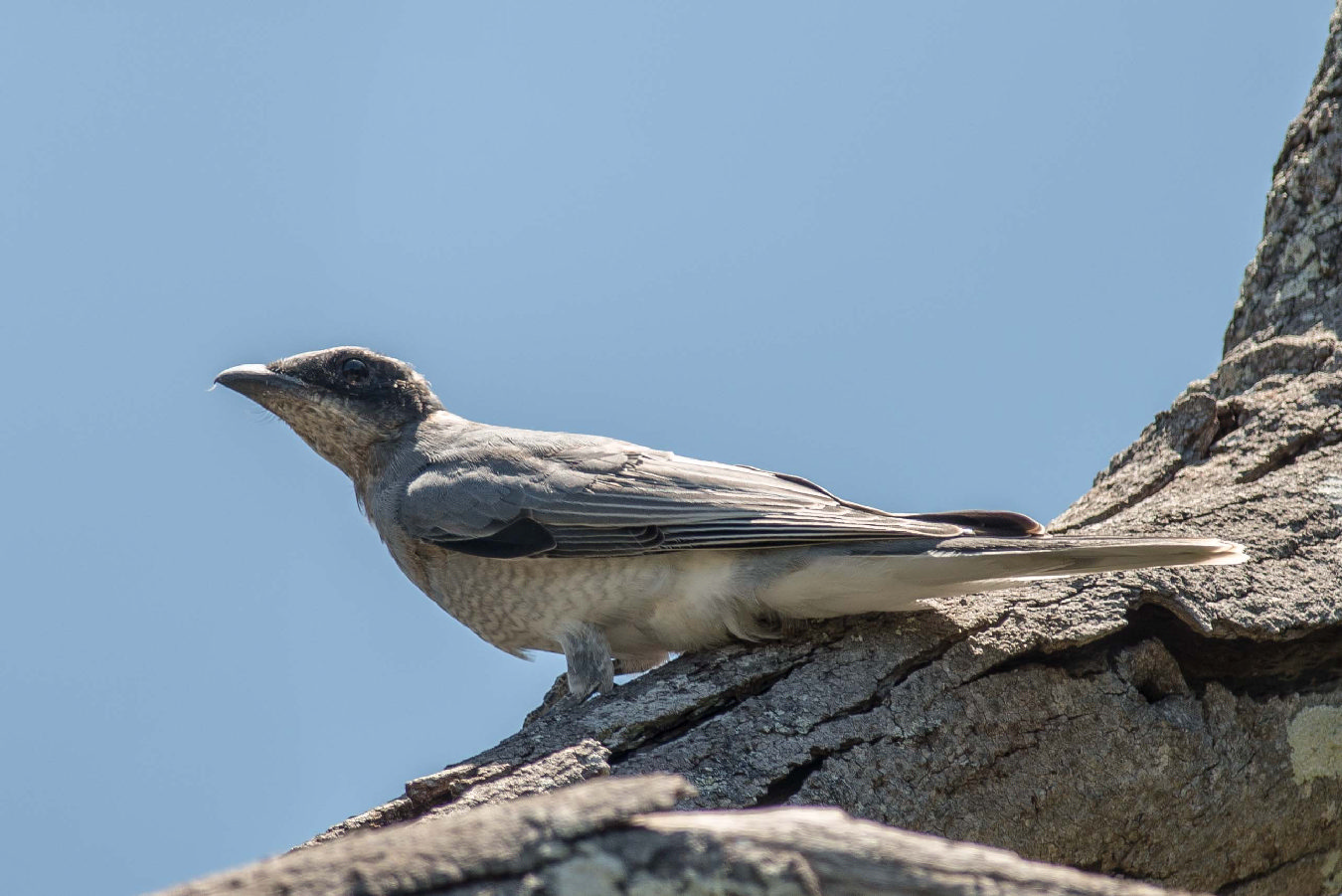 White-bellied Cuckoo-shrike (Image ID 21219)