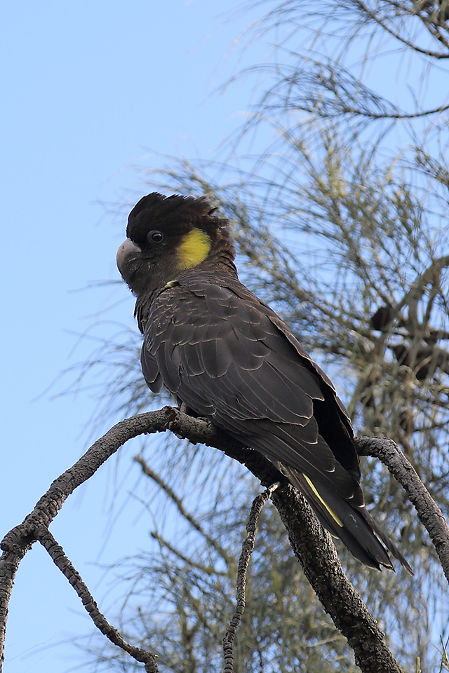 Yellow-tailed Black-Cockatoo (Image ID 21184)