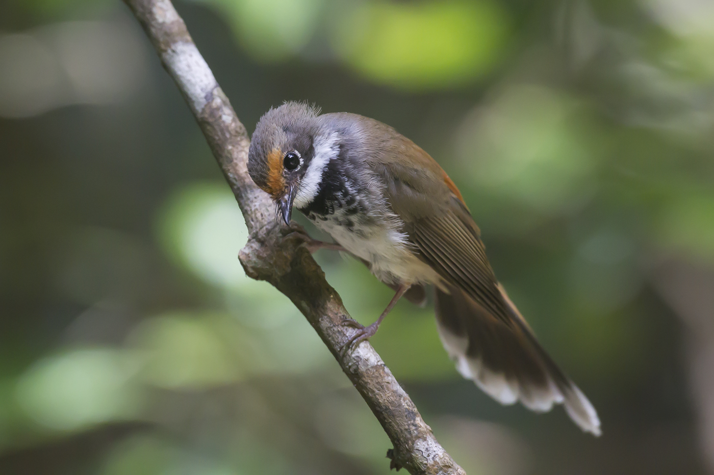 Rufous Fantail (Image ID 21110)