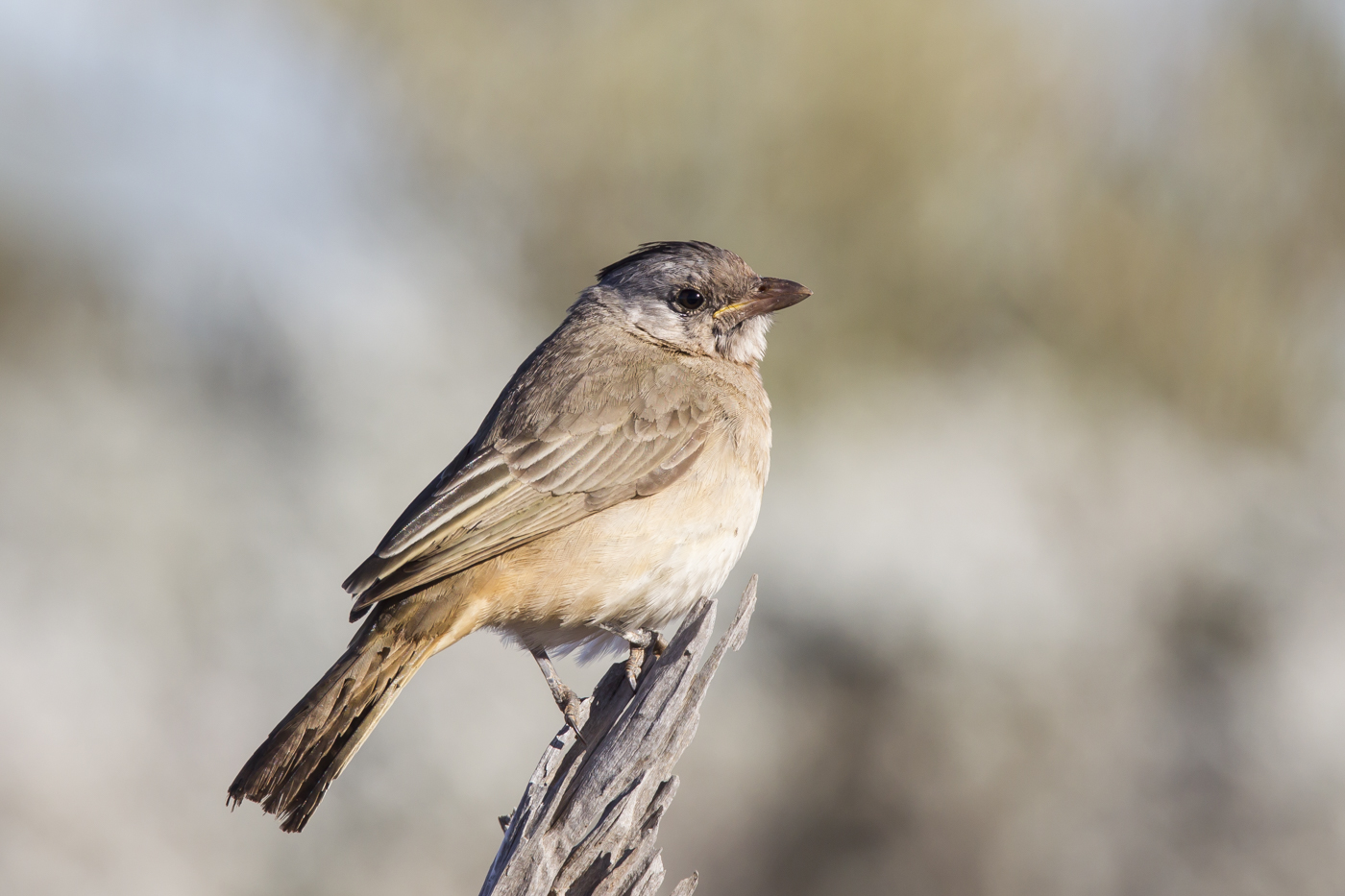 Crested Bellbird (Image ID 21111)