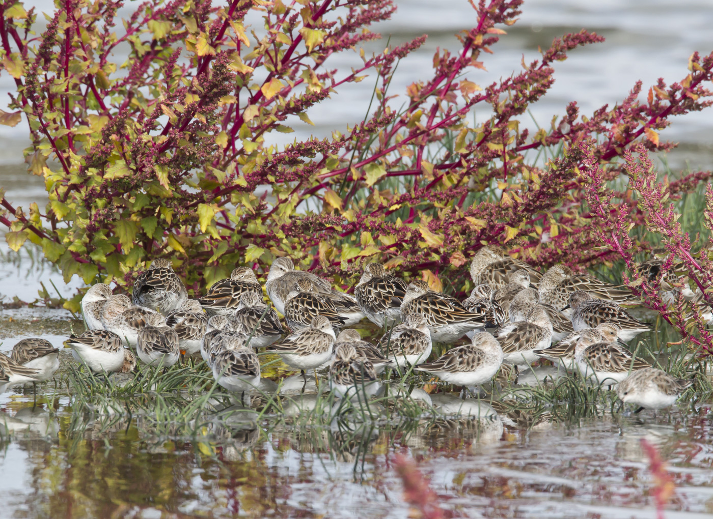 Red-necked Stint,Sharp-tailed Sandpiper,Curlew Sandpiper,Broad-billed Sandpiper (Image ID 21054)