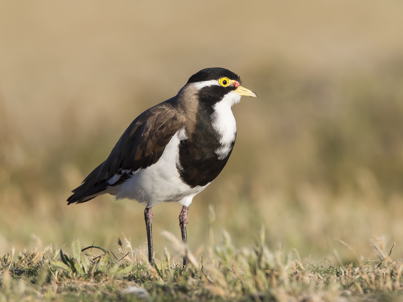 Banded Lapwing (Image ID 20916)