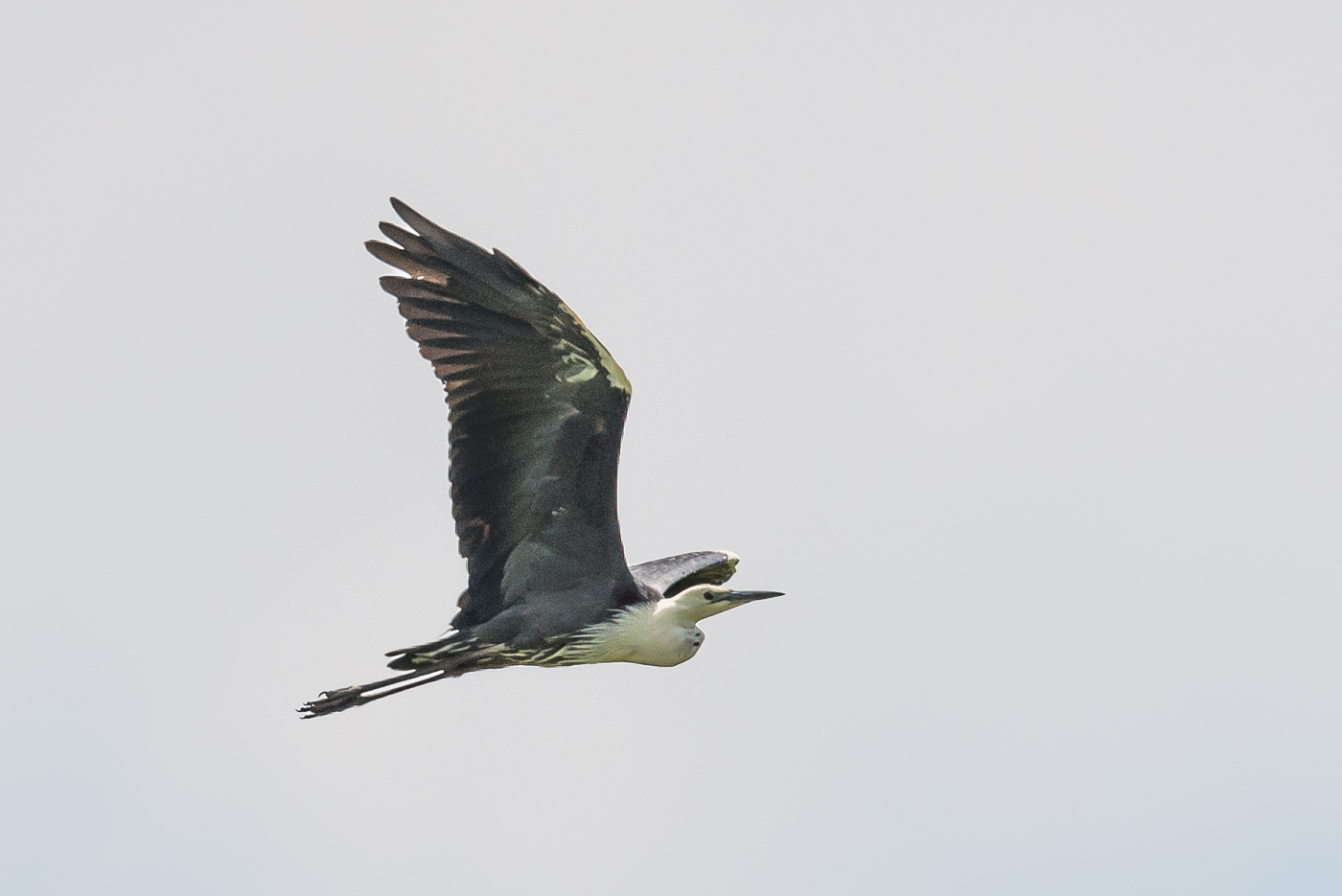White-necked Heron (Image ID 21629)