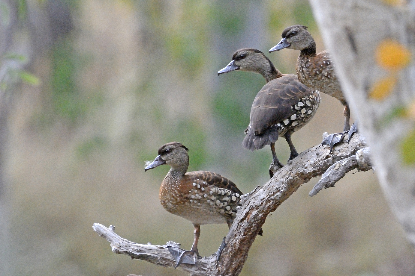Spotted Whistling-Duck (Image ID 21349)