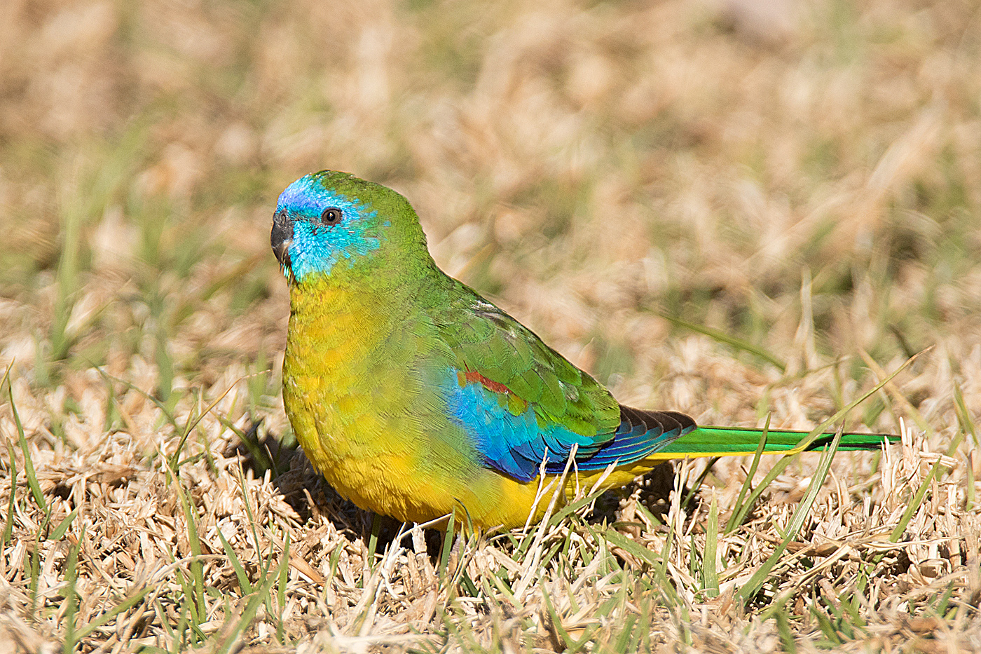 Turquoise Parrot (Image ID 21705)