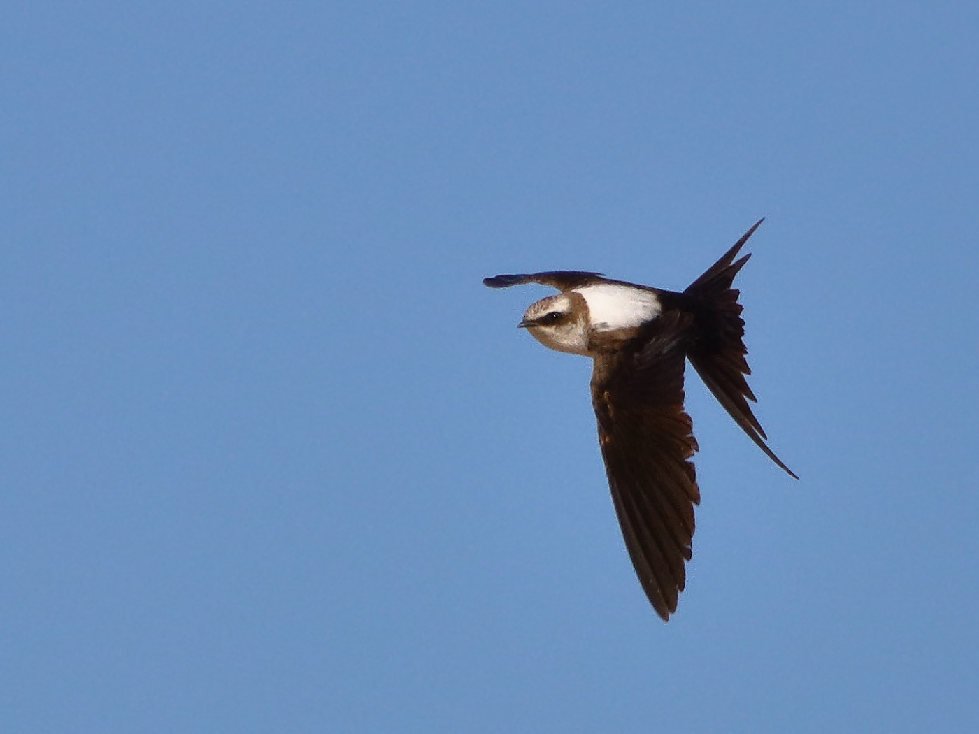White-backed Swallow (Image ID 21765)