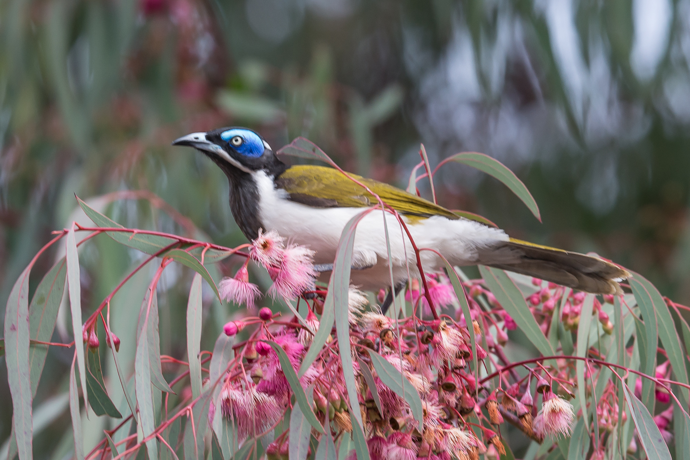 Blue-faced Honeyeater complex (Image ID 21644)