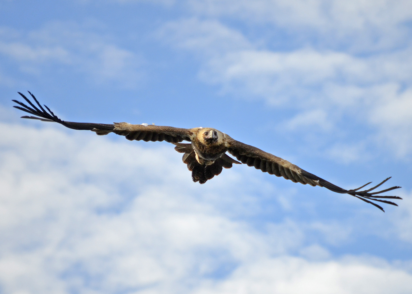Wedge-tailed Eagle (Image ID 21374)