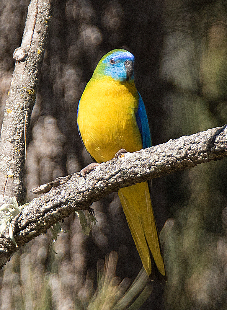 Turquoise Parrot (Image ID 21706)