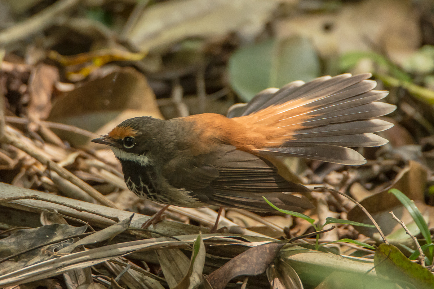 Rufous Fantail (Image ID 21567)