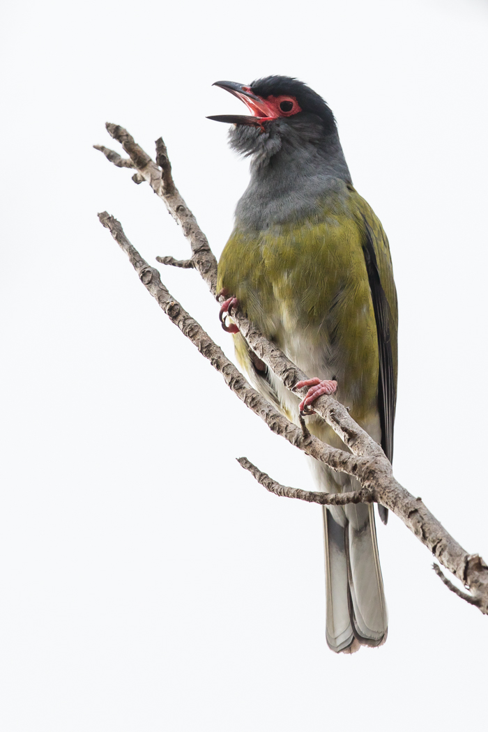 Australasian Figbird (Image ID 21378)