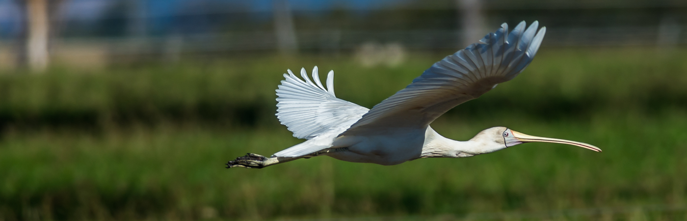Yellow-billed Spoonbill (Image ID 21417)