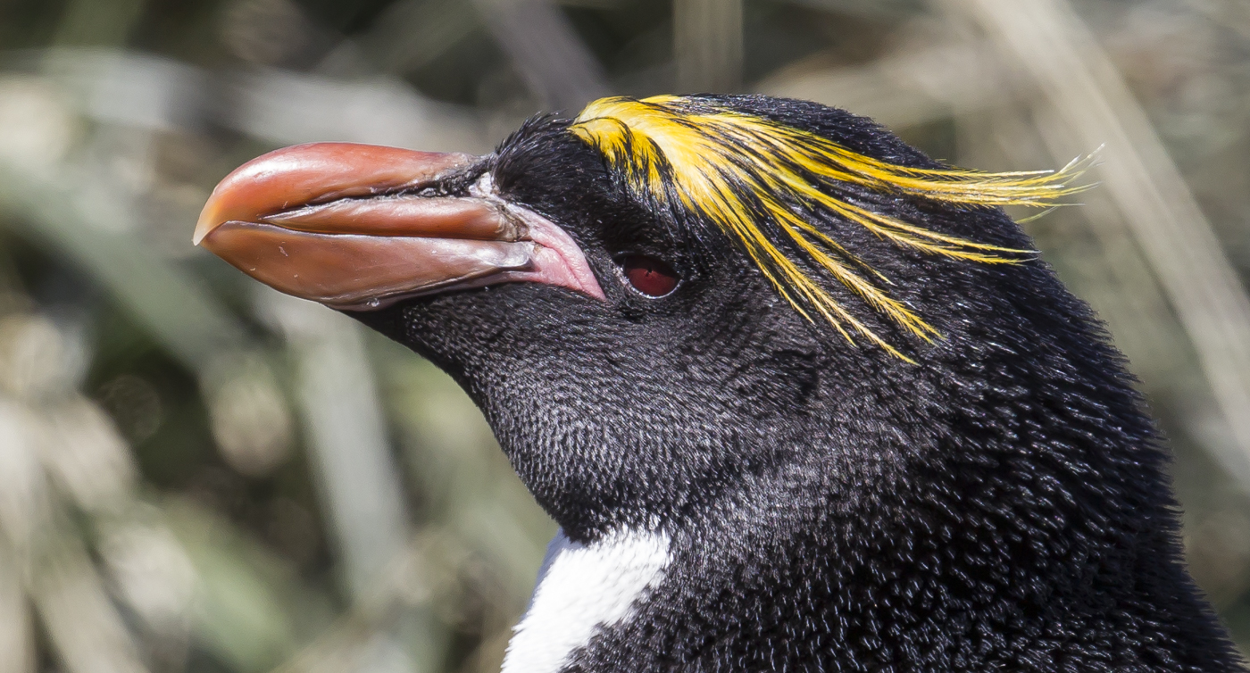 Macaroni Penguin (Image ID 21787)