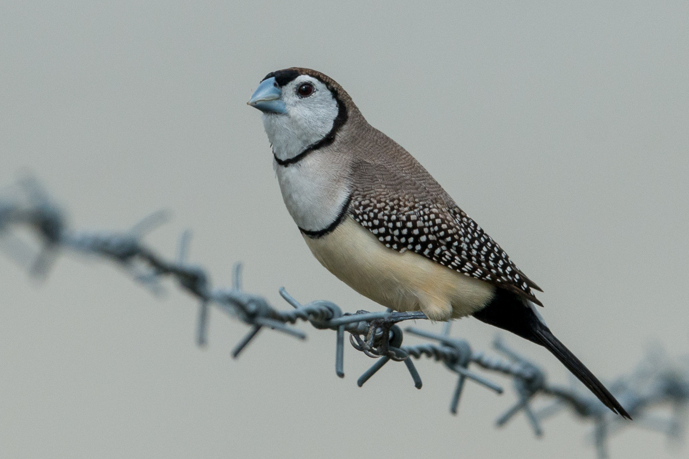 Double-barred Finch (Image ID 21578)