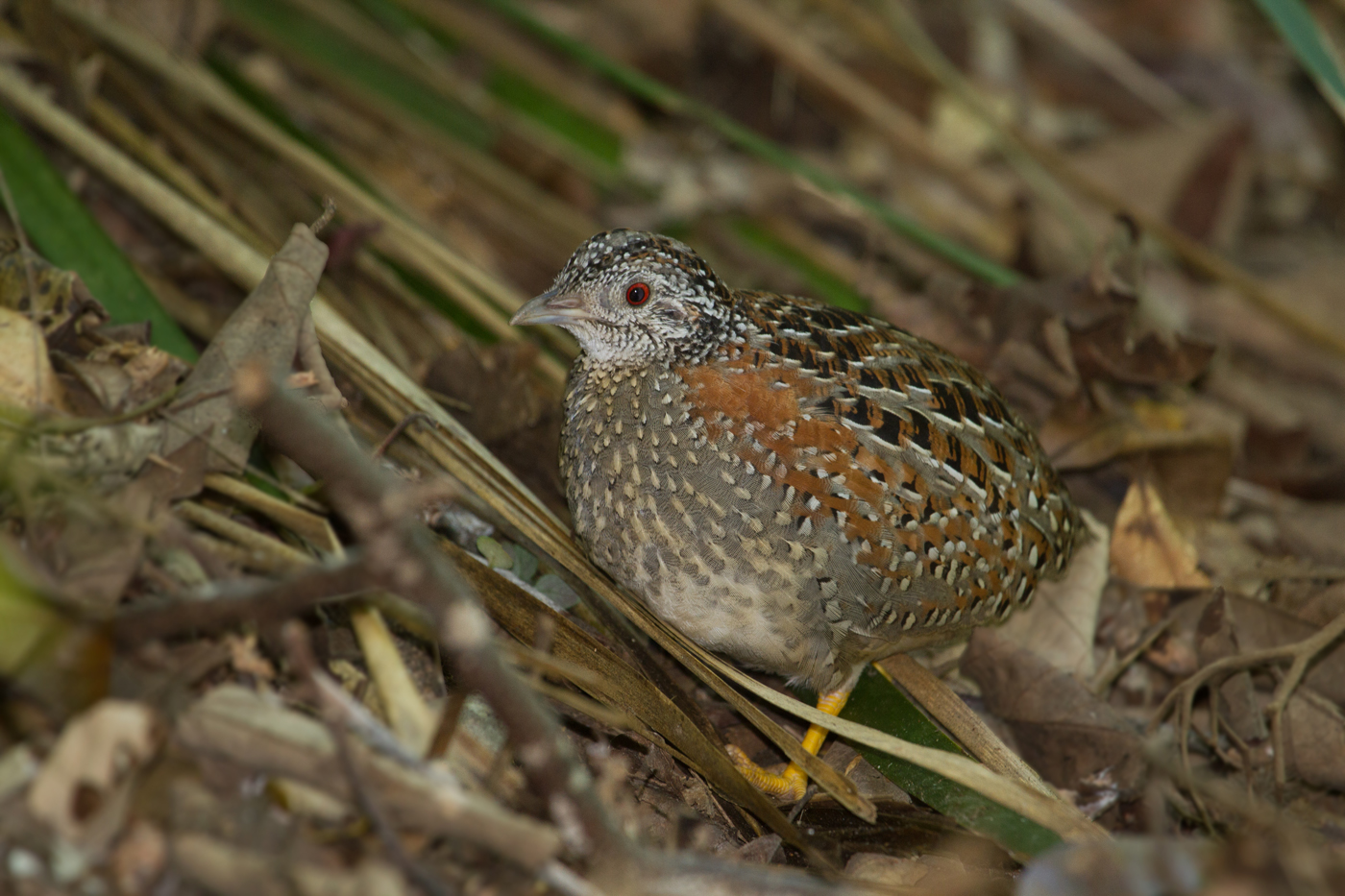 Painted Button-quail (Image ID 21809)