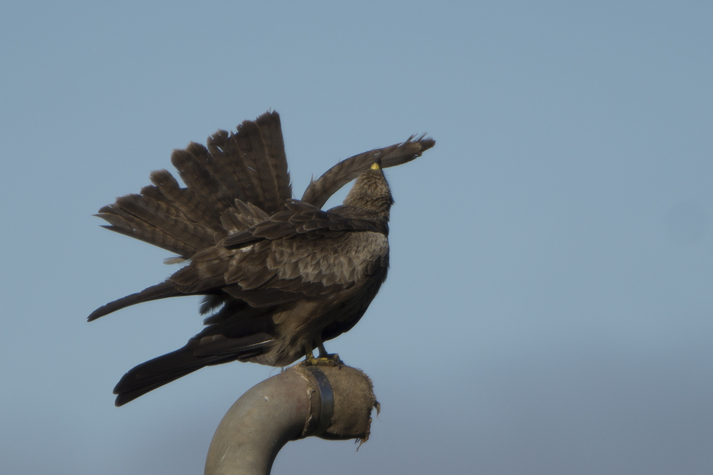 Black Kite (Image ID 22076)