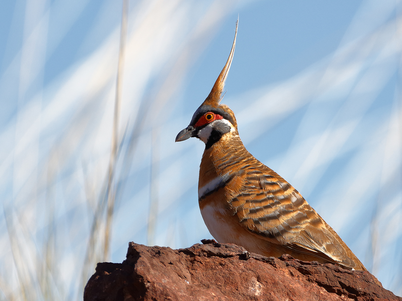 Spinifex Pigeon (Image ID 22128)