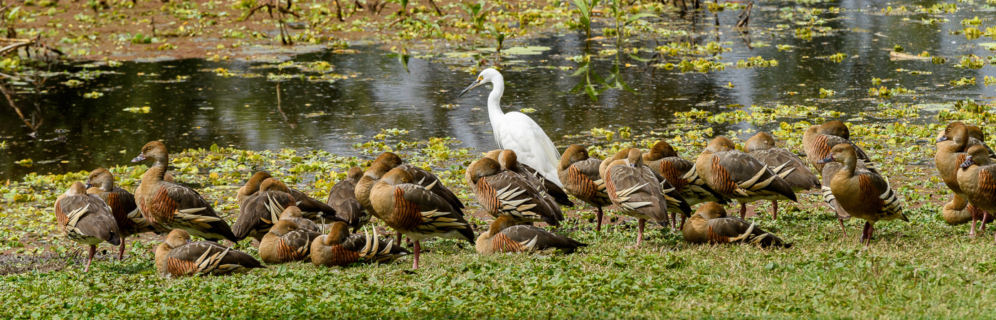 Plumed Whistling-Duck,Little Egret (Image ID 21968)