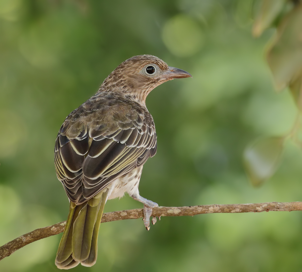Australasian Figbird (Image ID 22206)