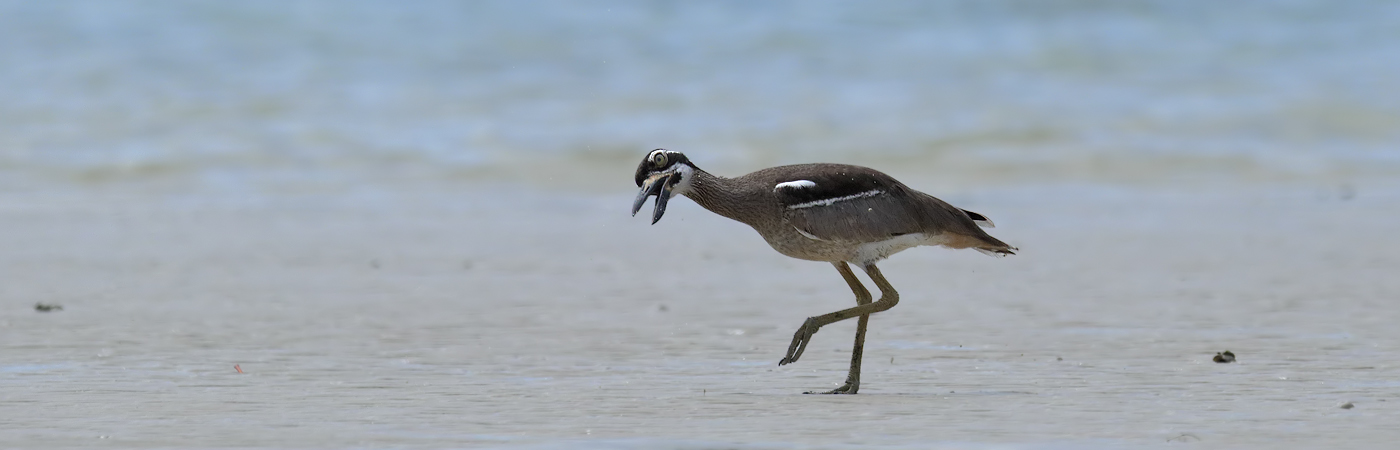 Beach Stone-curlew (Image ID 22288)