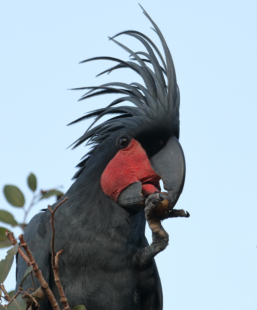 Palm Cockatoo (Image ID 22344)
