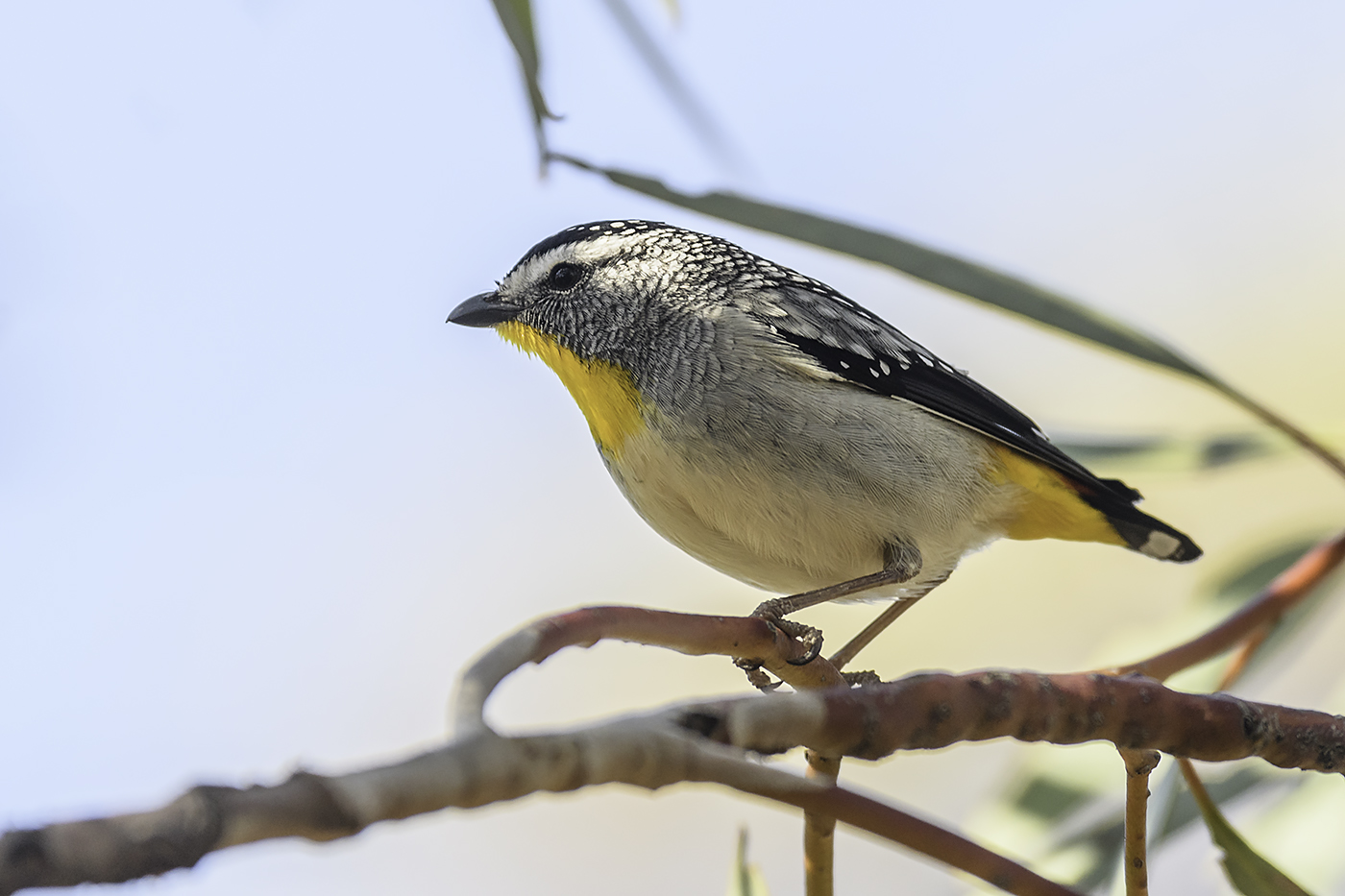 Spotted Pardalote (Image ID 21869)