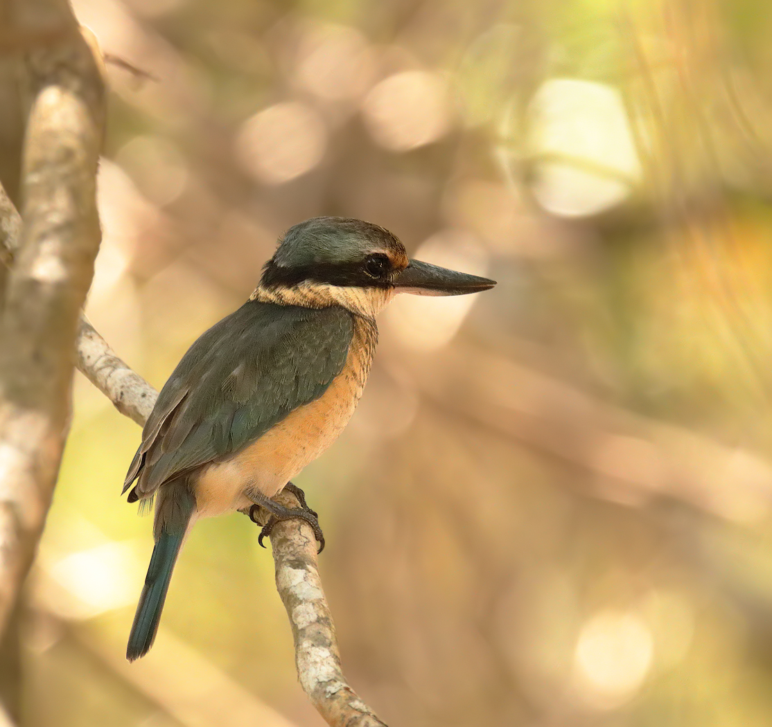 Sacred Kingfisher (Image ID 22021)