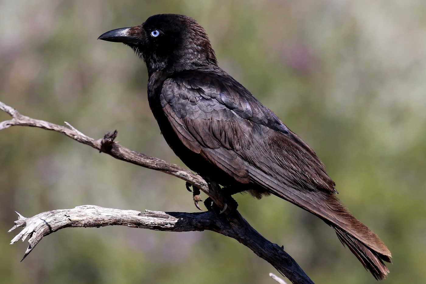 Little Crow (Image ID 22269)