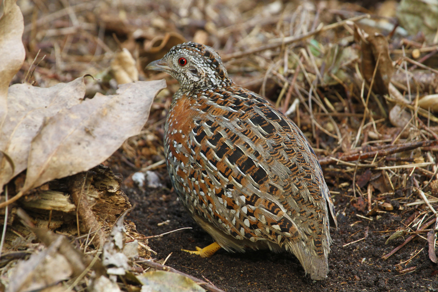 Painted Button-quail (Image ID 21810)