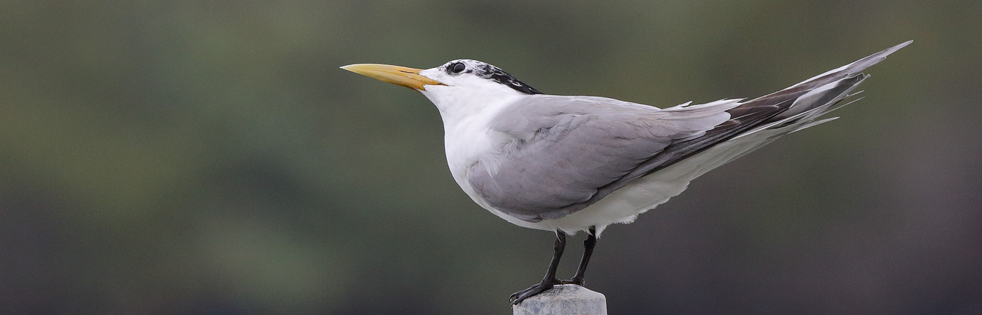 Greater Crested Tern (Image ID 21848)
