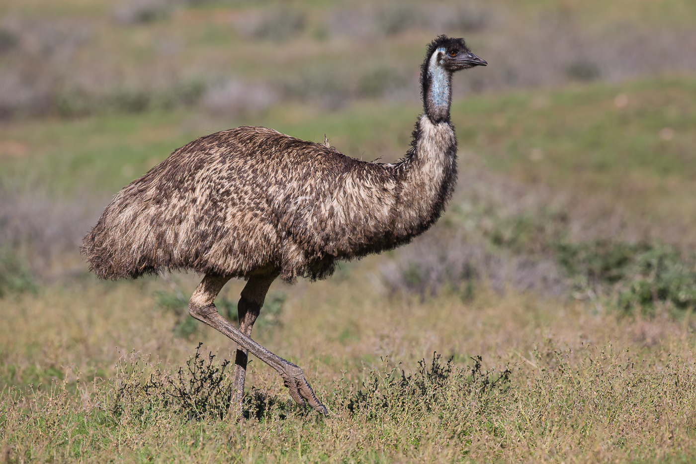 Emu (Image ID 21933)