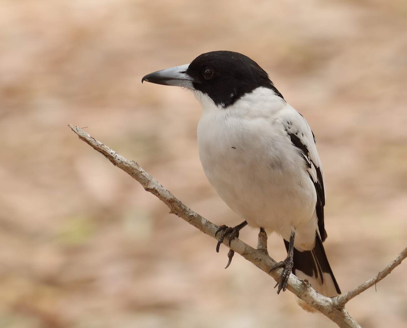 Black-backed Butcherbird (Image ID 21916)