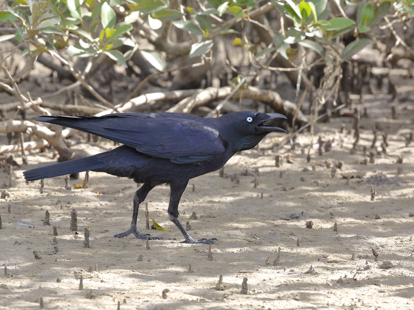 Torresian Crow (Image ID 21955)