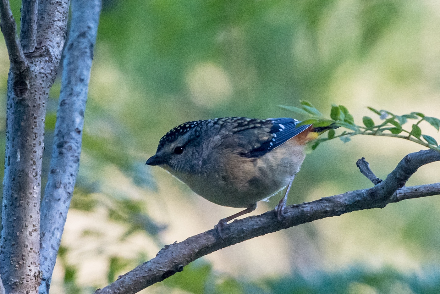 Spotted Pardalote (Image ID 22347)