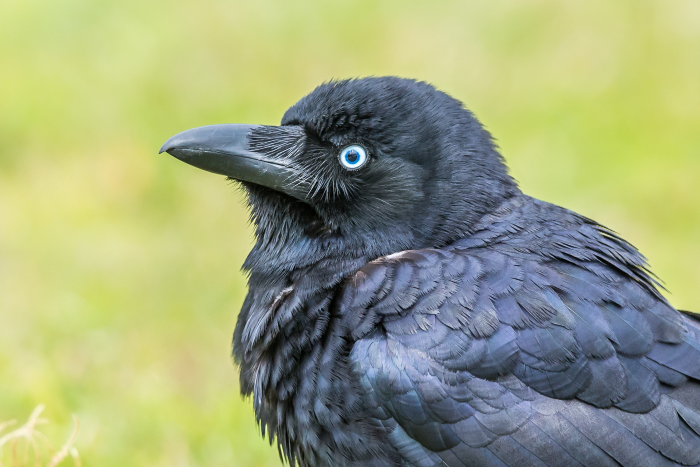 Torresian Crow (Image ID 21808)