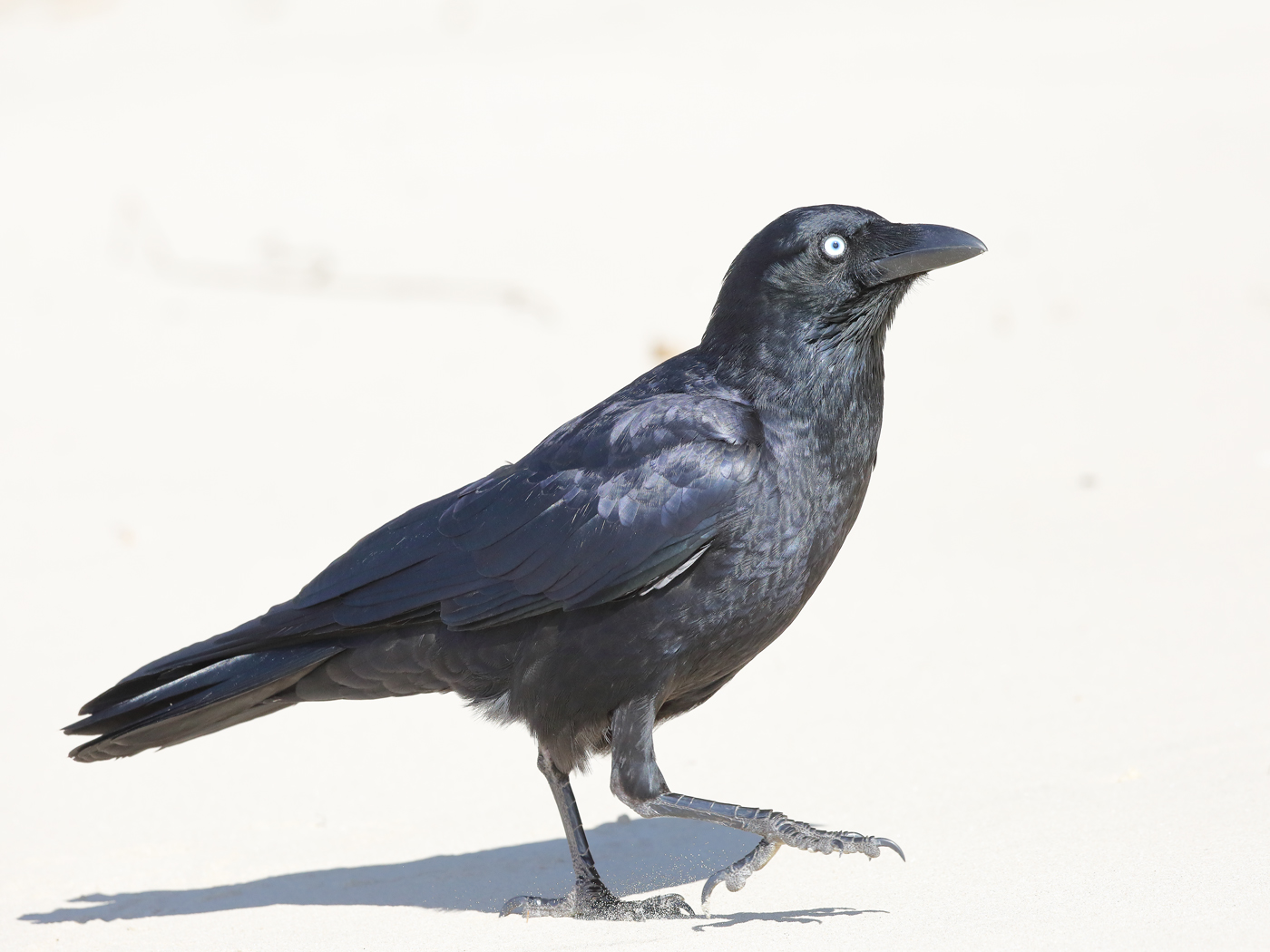 Torresian Crow (Image ID 22326)