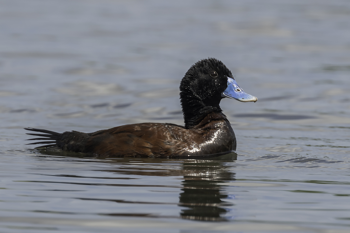 Blue-billed Duck (Image ID 22639)