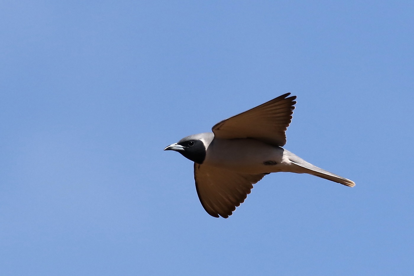Masked Woodswallow (Image ID 22352)