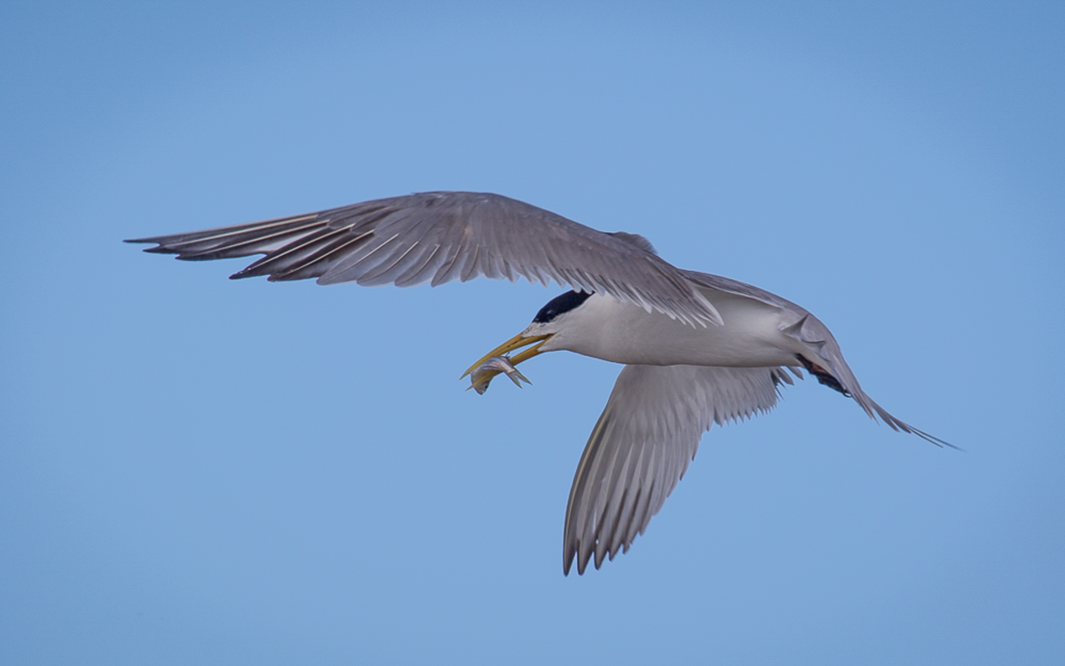 Greater Crested Tern (Image ID 22616)